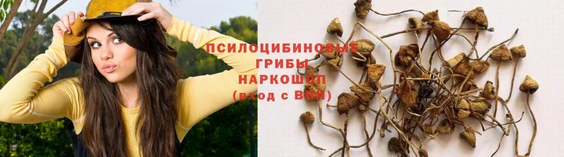 купить наркотики цена  Серпухов  Галлюциногенные грибы MAGIC MUSHROOMS 